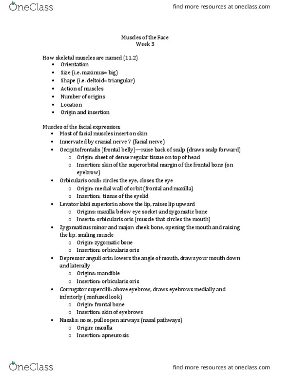 Anatomy and Cell Biology 2221 Lecture Notes - Lecture 3: Masseter Muscle, Digastric Muscle, Pterygoid Processes Of The Sphenoid thumbnail