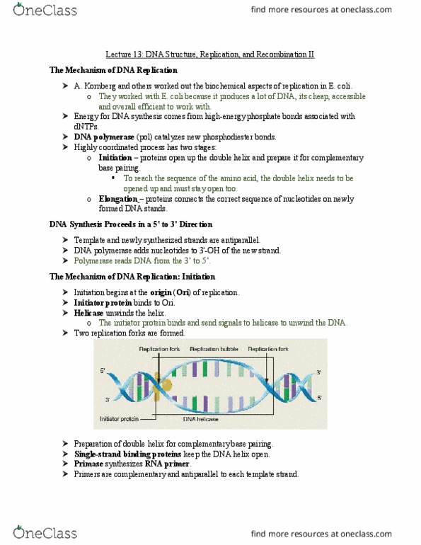 BIOL 2107 Lecture Notes - Lecture 13: Gene Conversion, Spo11, Holliday Junction thumbnail