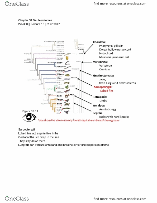 BIO SCI 94 Lecture Notes - Lecture 18: Denisovan, Metabolic Waste, Color Vision thumbnail