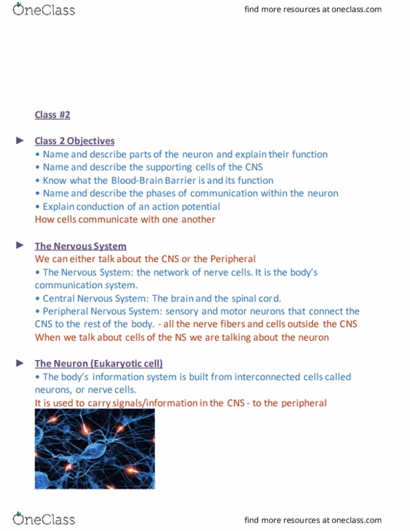 PSY 324 Lecture Notes - Lecture 2: Oligodendrocyte, Interneuron, Microglia thumbnail