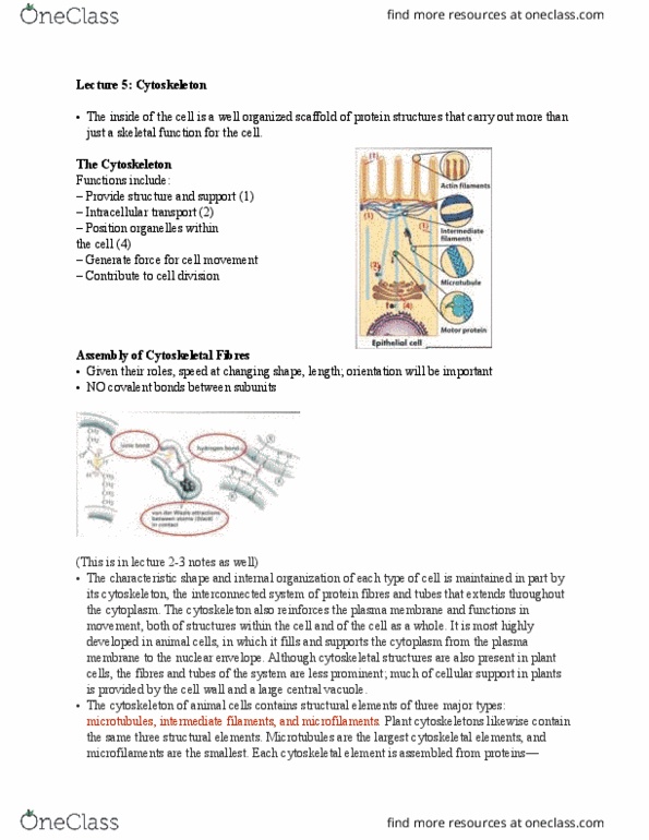 BIO 1140 Lecture Notes - Lecture 5: Cell Adhesion Molecule, Fibronectin, Plasmodesma thumbnail