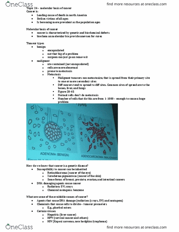 Biochemistry 2280A Lecture Notes - Lecture 24: Myeloid Tissue, Apoptosis, Chemotherapy thumbnail