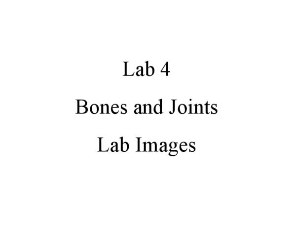 KINESIOL 1Y03 Lecture : LAB 4.pdf thumbnail