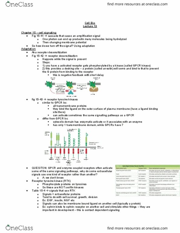 BIOL 2021 Lecture Notes - Lecture 13: Osmotic Concentration, Phosphoinositide 3-Kinase, Membrane Transport Protein thumbnail