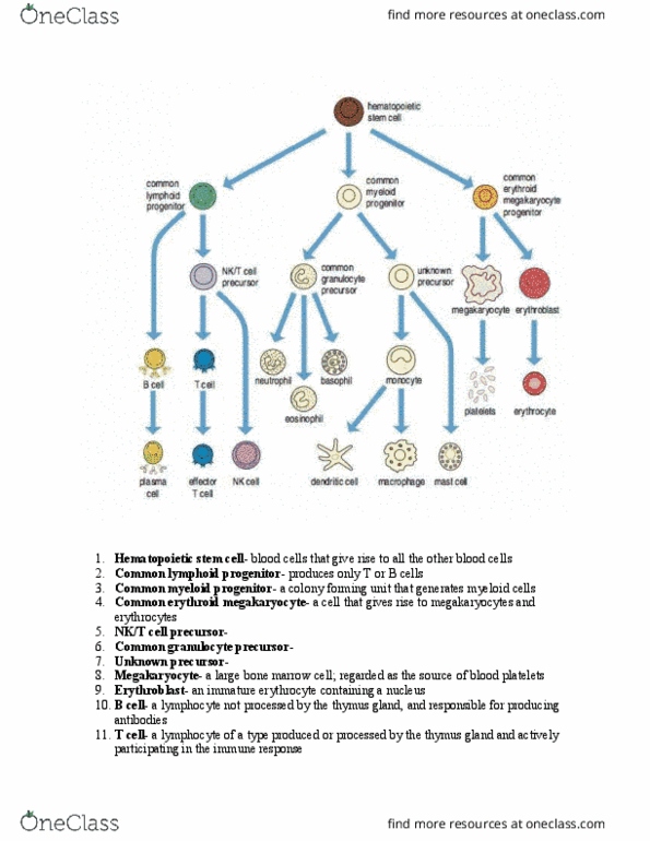 BIOL 4280 Lecture Notes - Lecture 1: Macrophage, Mast Cell, Dendritic Cell thumbnail