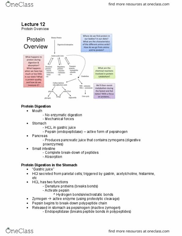 NUTR 3210 Lecture Notes - Lecture 12: Atkins Diet, Tuber, Zone Diet thumbnail