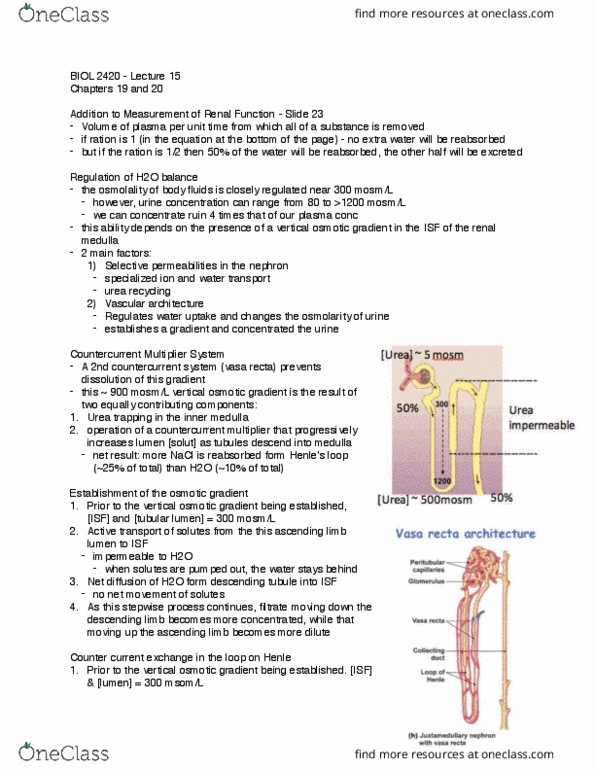 BIOL 2420 Lecture Notes - Lecture 15: Tonicity, Collecting Duct System, Distal Convoluted Tubule thumbnail