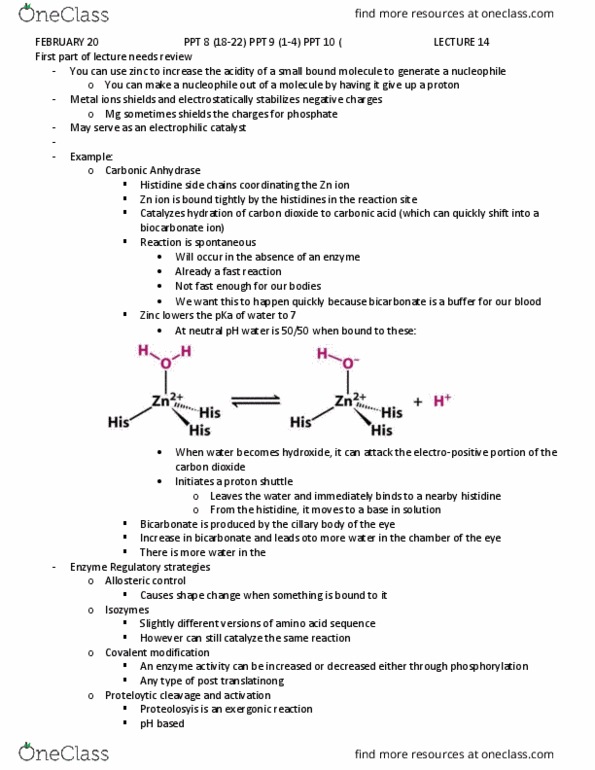 BIOL 4350 Lecture Notes - Lecture 14: Anabolism, Transferase, Amine thumbnail