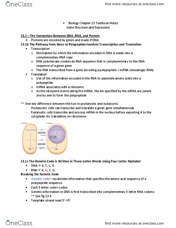 Biology 1202B Chapter Notes - Chapter 13: Aminoacyl-Trna, Organelle, Peptide Synthesis thumbnail