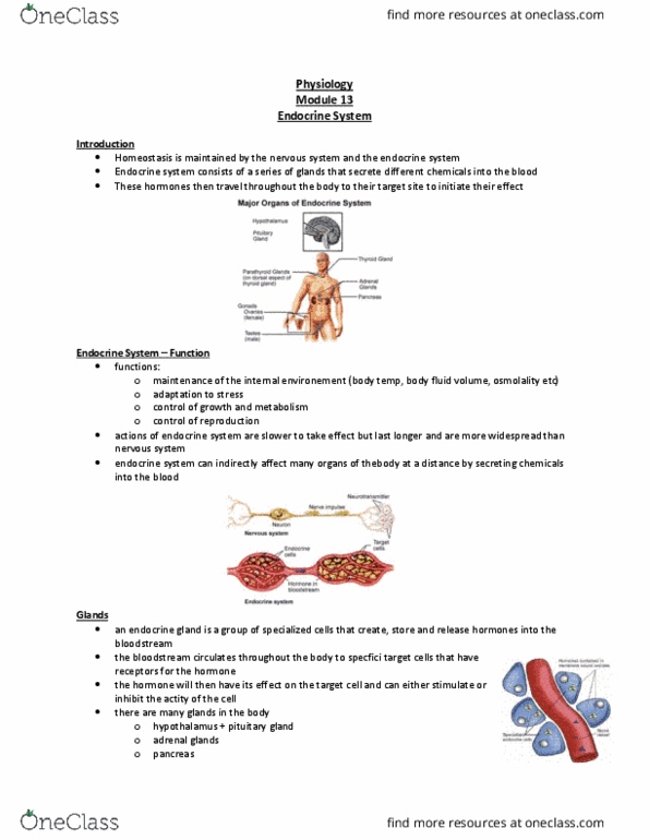 Physiology 2130 Lecture Notes - Lecture 13: Adrenal Medulla, Amylin, Pancreatic Islets thumbnail