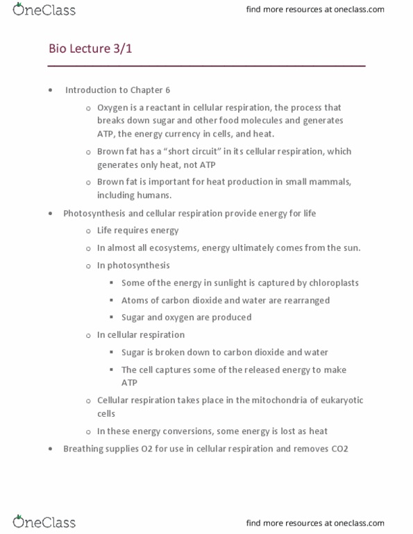 BIOL 1012 Lecture Notes - Lecture 19: Glycolysis, Pyruvic Acid, Chemiosmosis thumbnail