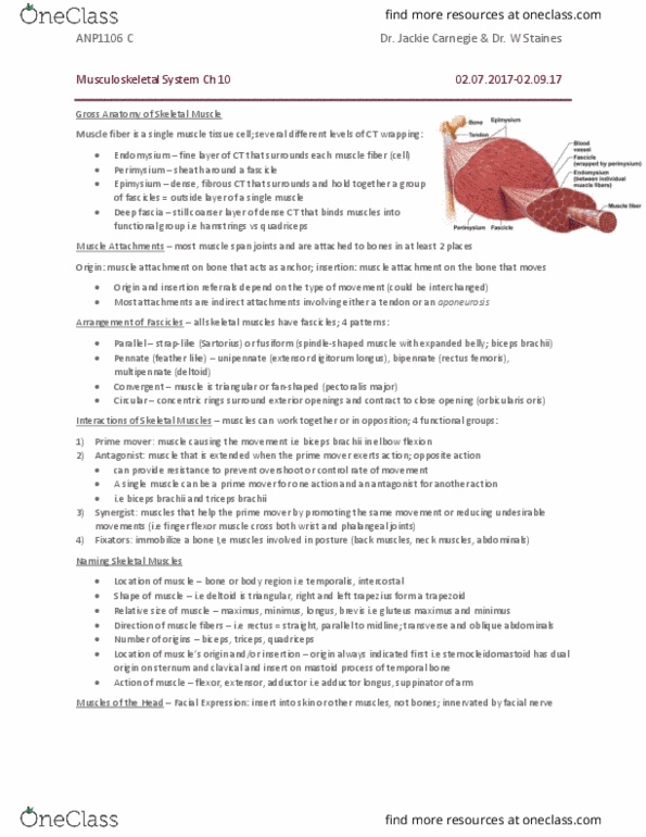 ANP 1106 Chapter Notes - Chapter 10: Extensor Digitorum Longus Muscle, Biceps, Quadratus Lumborum Muscle thumbnail