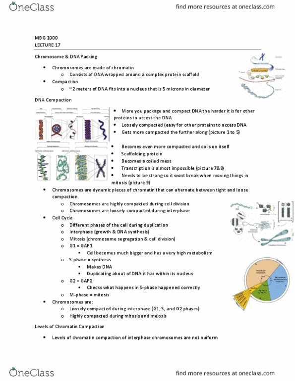 MBG 1000 Lecture Notes - Lecture 17: Chromosome Segregation, Interphase, S Phase thumbnail