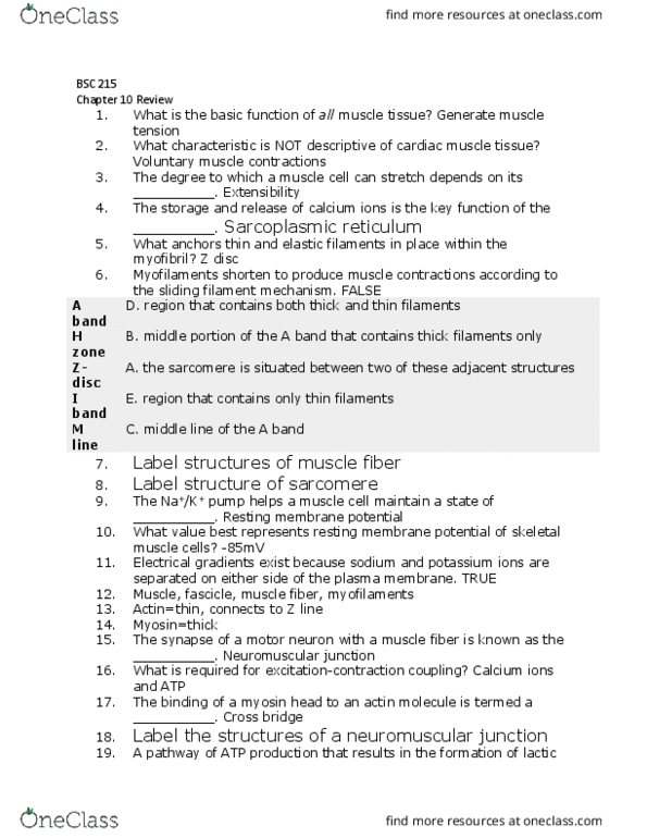 BSC 215 Chapter Notes - Chapter 10: Sliding Filament Theory, Resting Potential, Neuromuscular Junction thumbnail