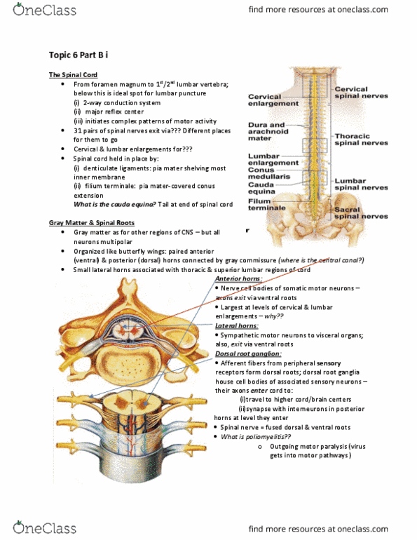 ANP 1106 Lecture Notes - Lecture 12: Pia Mater, Spinal Cord, Ventral Root Of Spinal Nerve thumbnail