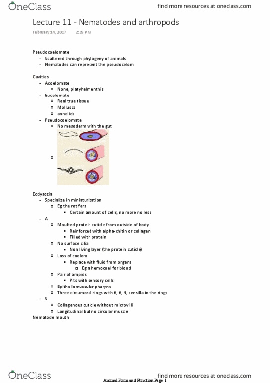 BIO 2135 Lecture Notes - Lecture 11: Sensillum, Circulatory System, Chitin thumbnail