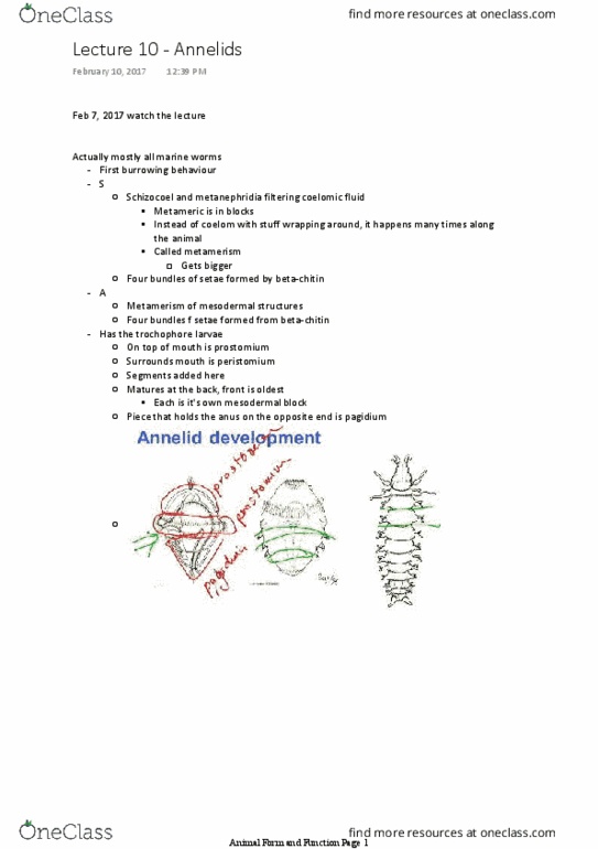 BIO 2135 Lecture Notes - Lecture 10: Ventral Nerve Cord, Aortic Arches, Marine Worm thumbnail