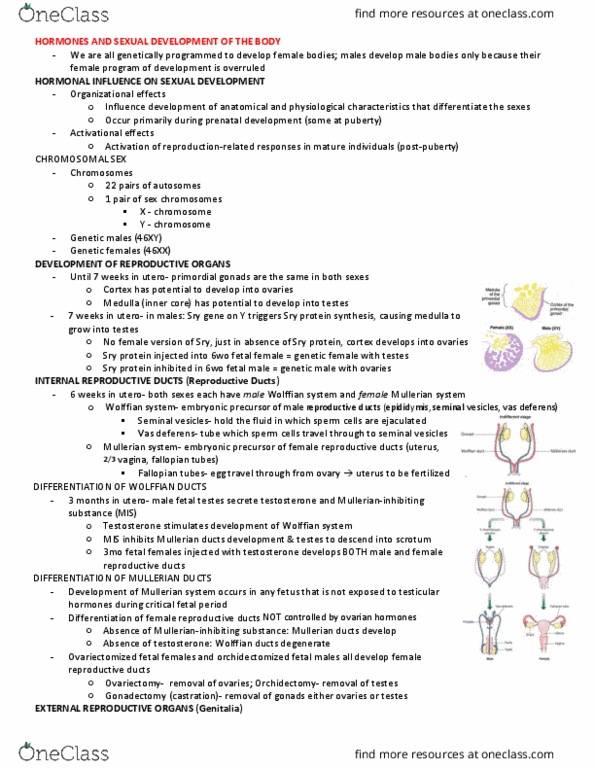 PSYC 370 Lecture Notes - Lecture 15: Paramesonephric Duct, Vas Deferens, Seminal Vesicle thumbnail