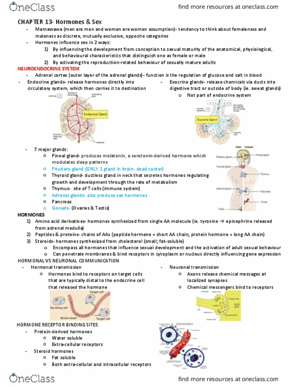 PSYC 370 Lecture Notes - Lecture 14: Endocrine Gland, Adrenal Gland, Adrenal Medulla thumbnail