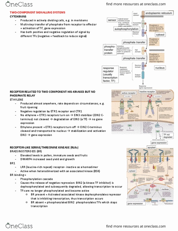BIOL 341 Lecture Notes - Lecture 15: Dephosphorylation, Protein Dimer, Repressor thumbnail