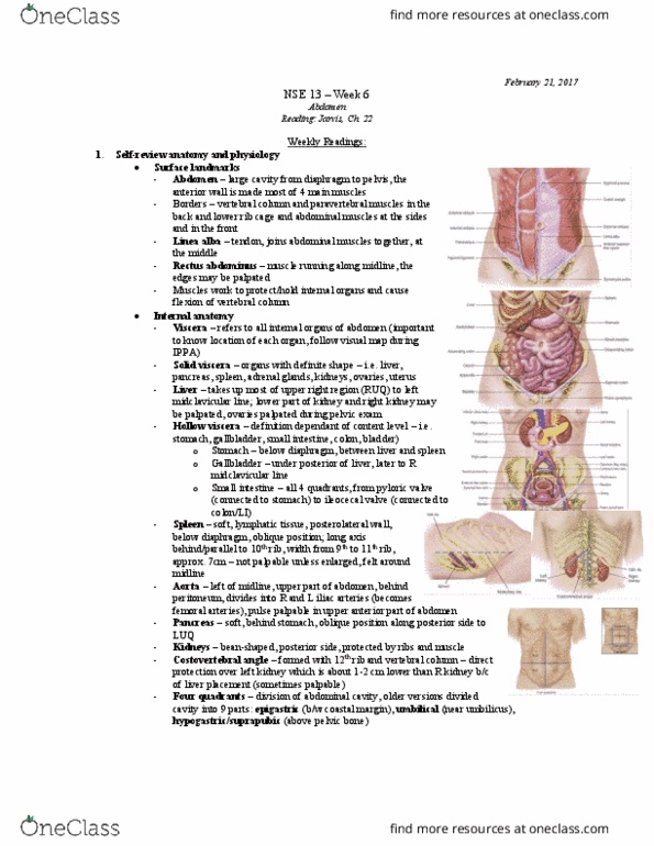 NSE 13A/B Chapter 22: NSE 13 Week 6 - ABDOMINAL ASSESSMENT - DETAILED NOTES thumbnail