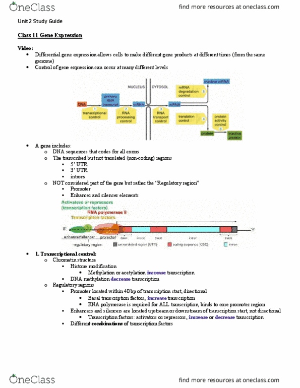 MCDB 2150 Lecture 11: Gene Expression Notes thumbnail