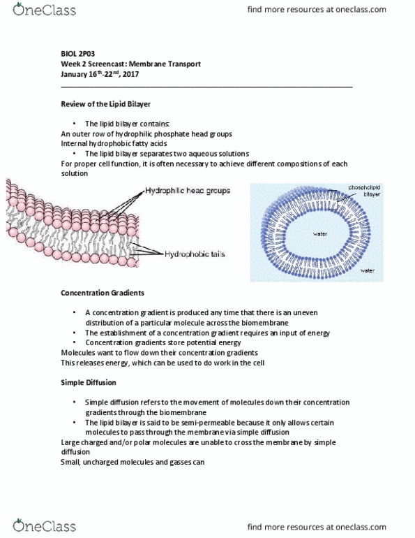 BIOL 2P03 Lecture Notes - Lecture 2: Lipid Bilayer, Biological Membrane, Chemical Polarity thumbnail