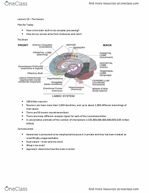 BIS 10 Lecture Notes - Lecture 19: Adaptive Optics, Synaptic Pruning, Olfactory Receptor thumbnail