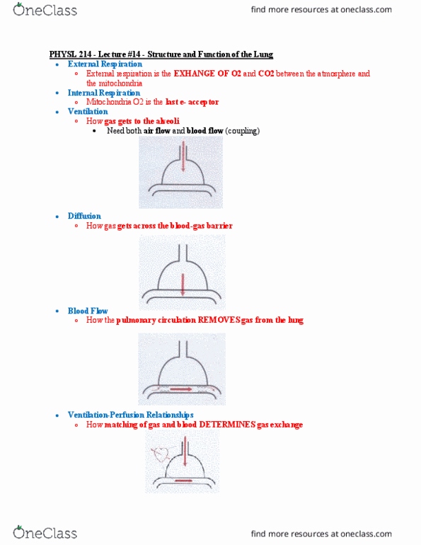 PHYSL214 Lecture 14: PHYSL 214 - Lecture #14 - Structure and Function of the Lung thumbnail