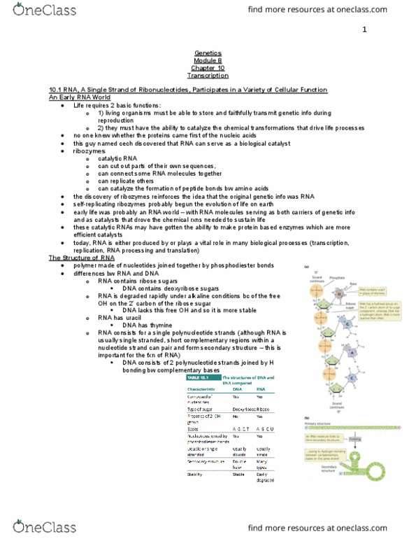 BIOL 2050 Chapter 10: Module 8 - Transcription thumbnail