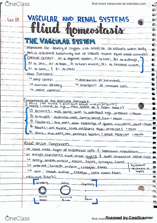 KINE 3012 Lecture Notes - Lecture 18: Collagen, Rhode Island Route 2, Capillary thumbnail