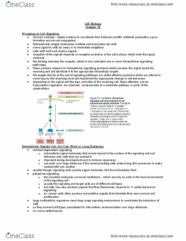 BIOL 2021 Chapter Notes - Chapter 15: Autocrine Signalling, Paracrine Signalling, Extracellular Fluid thumbnail