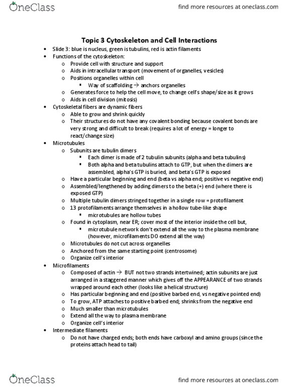 BIO 1140 Lecture Notes - Lecture 5: Intermediate Filament, Tubulin, Microtubule thumbnail