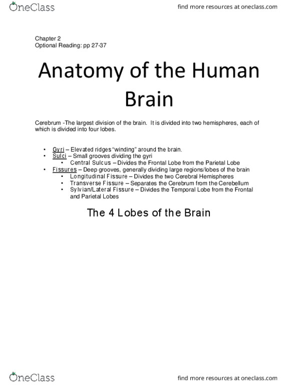 MCDB 351 Chapter Notes - Chapter 2: Occipital Lobe, Temporal Lobe, Cerebellum thumbnail