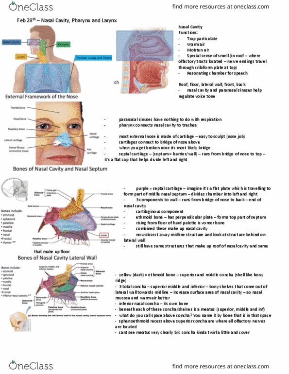 Anatomy and Cell Biology 3319 Lecture Notes - Lecture 21: Nasal Concha, Paranasal Sinuses, Vomer thumbnail