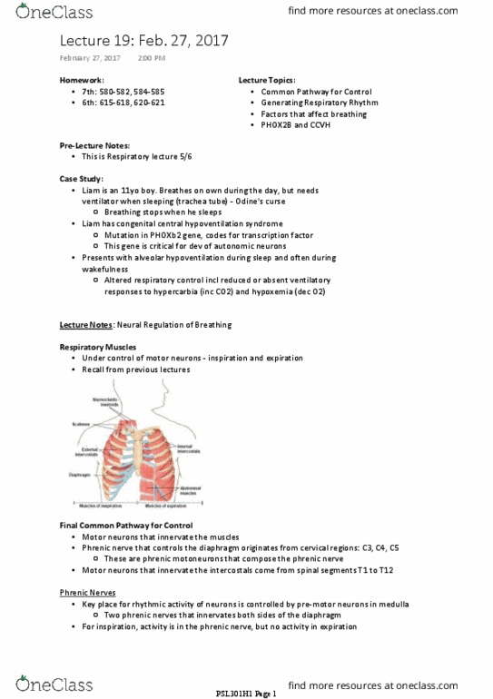 PSL301H1 Lecture Notes - Lecture 19: Phrenic Nerve, Hypoventilation, Motor Neuron thumbnail