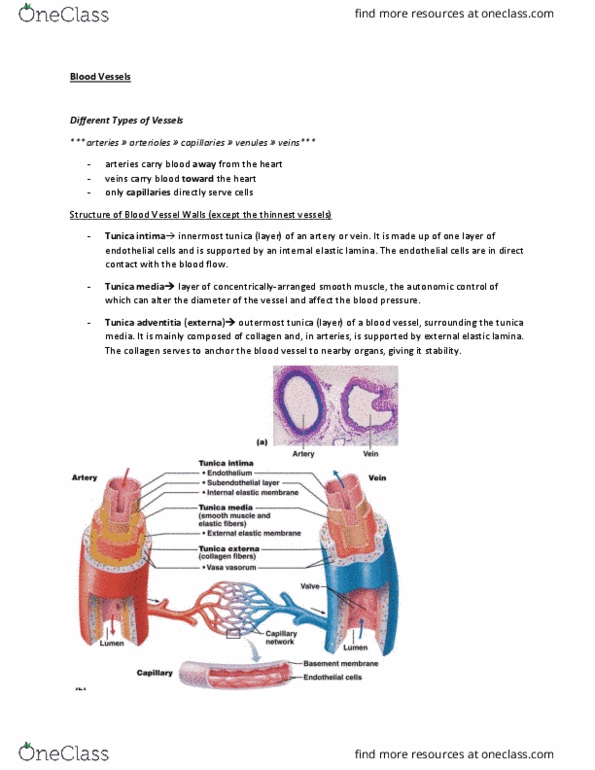 ANP 1105 Lecture Notes - Lecture 7: Tunica Intima, Tunica Media, Blood Vessel thumbnail