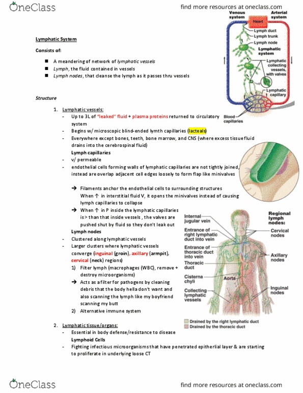 ANP 1105 Lecture 8: Lymphatic System thumbnail
