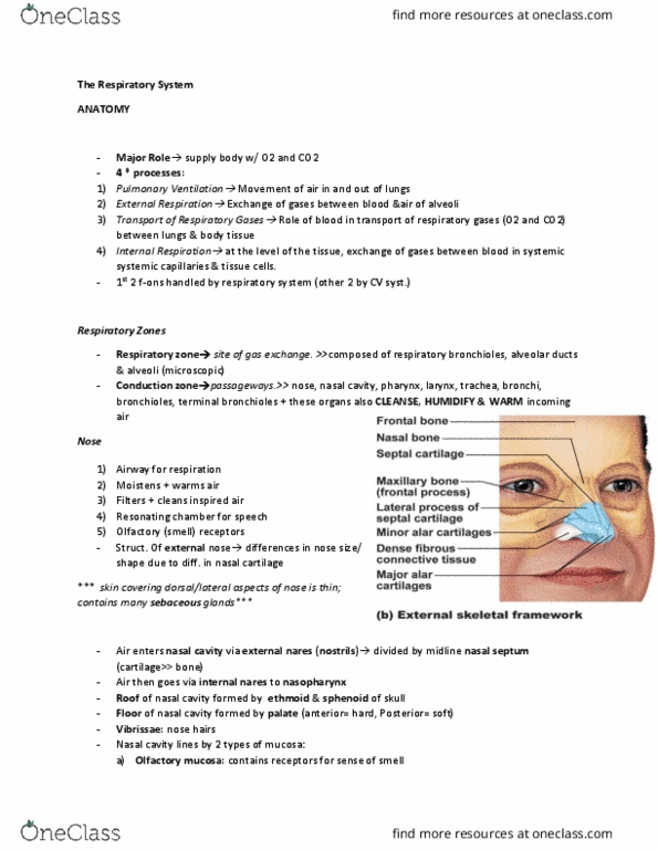 ANP 1105 Lecture Notes - Lecture 11: Olfactory Mucosa, Nasal Cavity, Alveolar Duct thumbnail