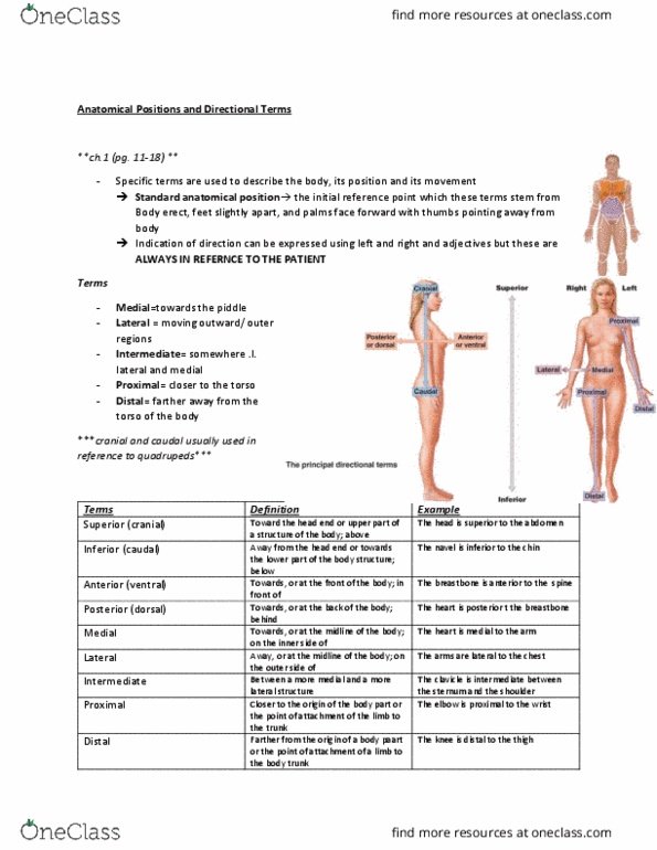 ANP 1106 Lecture Notes - Lecture 1: Standard Anatomical Position, River Piddle, Upper Limb thumbnail