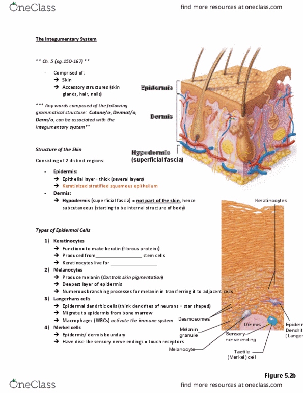 ANP 1106 Lecture 3: The Integumentary System thumbnail