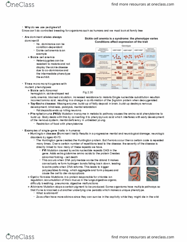 BIOL239 Chapter Notes - Chapter 2,3: Sickle-Cell Disease, Consanguinity thumbnail