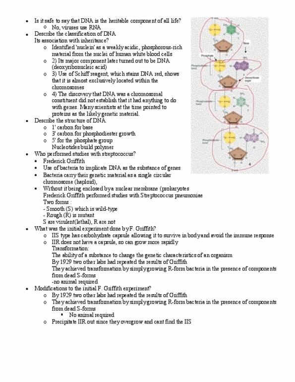 BIOL239 Chapter 6: set 10 - DNA thumbnail