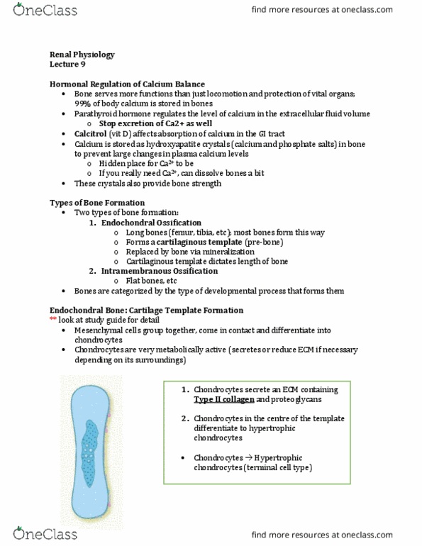 Physiology 3120 Lecture Notes - Lecture 9: Hidden Place, Chondrocyte, Ossification thumbnail