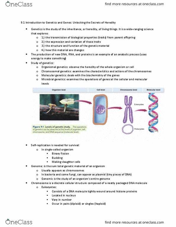 BIOL 257 Chapter Notes - Chapter 9.1: Microbial Genetics, Molecular Genetics, Plasmid thumbnail