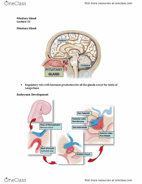 Anatomy and Cell Biology 3309 Lecture Notes - Lecture 15: Median Eminence, Supraoptic Nucleus, Paraventricular Nucleus Of Hypothalamus thumbnail