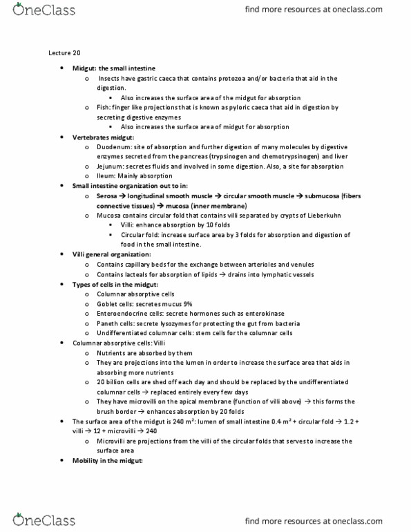 BIOL 3070 Lecture Notes - Lecture 20: Cecum, Circular Folds, Midgut thumbnail