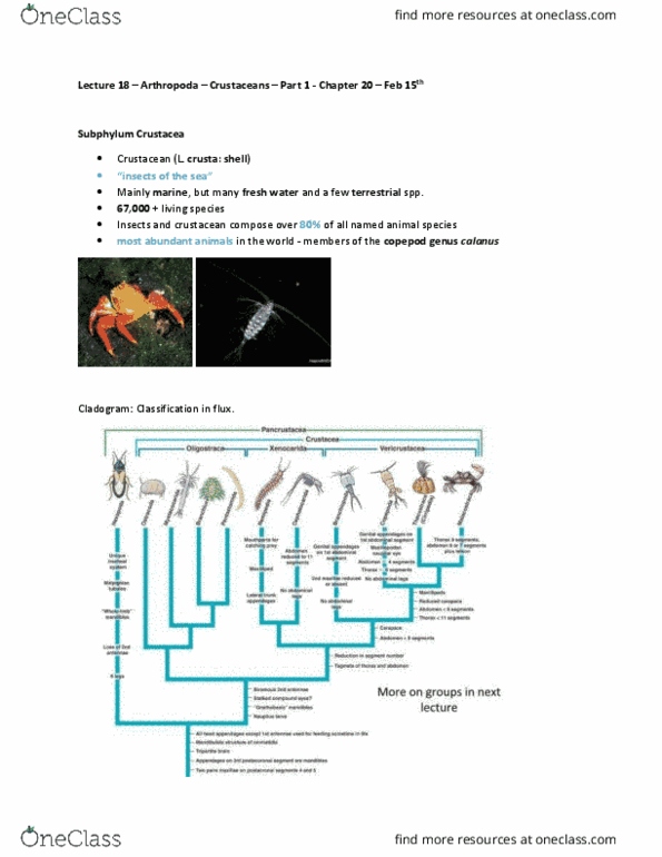 BI256 Lecture Notes - Lecture 18: Malacostraca, Arthropod Leg, Remipedia thumbnail
