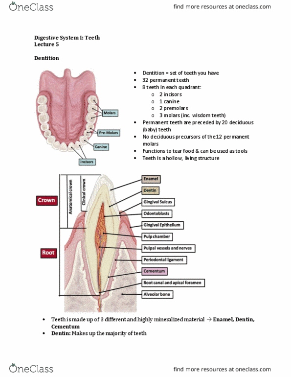 Anatomy and Cell Biology 3309 Lecture Notes - Lecture 5: Inner Enamel Epithelium, Permanent Teeth, Cementum thumbnail