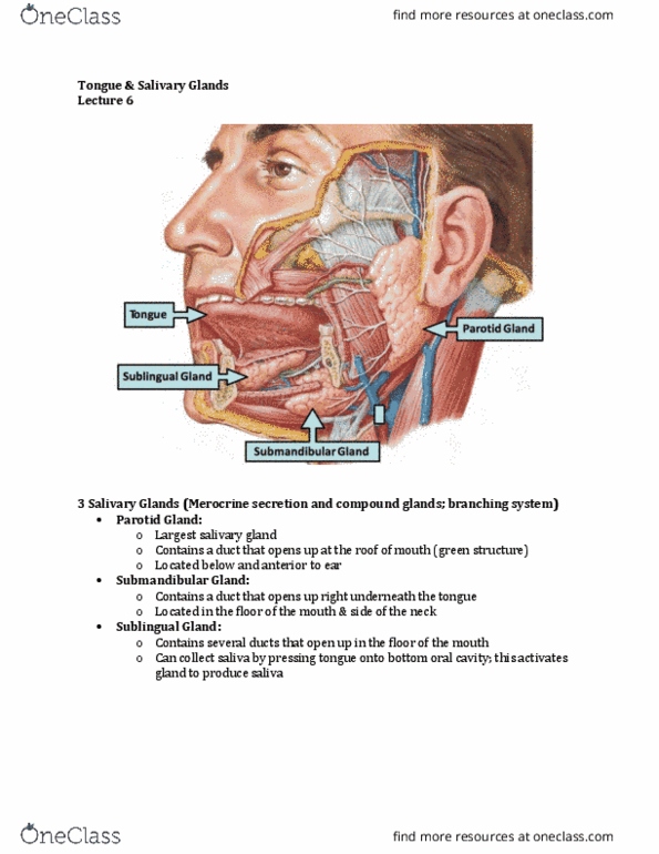 Anatomy and Cell Biology 3309 Lecture Notes - Lecture 6: Salivary Gland, Submandibular Gland, Parotid Gland thumbnail